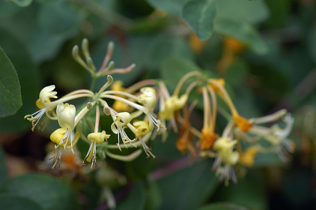 Lonicera etrusca