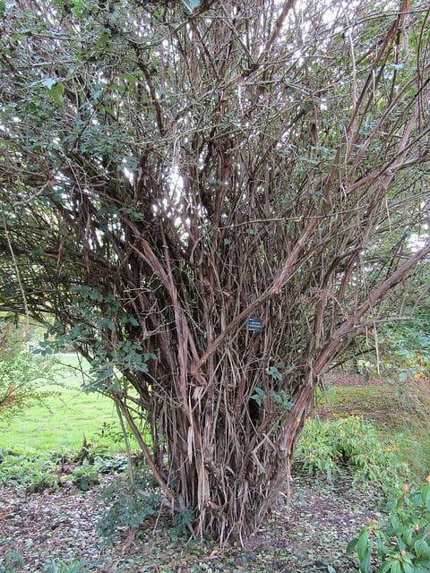 Lonicera ferdinandii