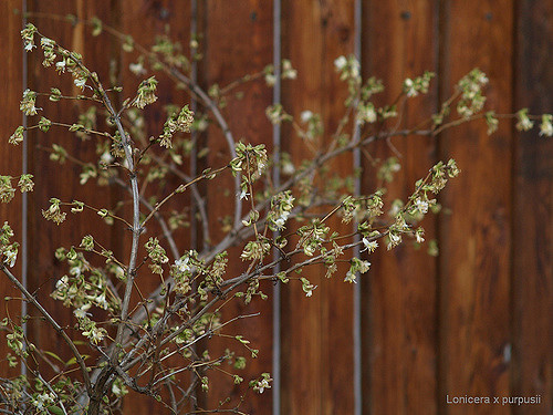 Lonicera fragrantissima