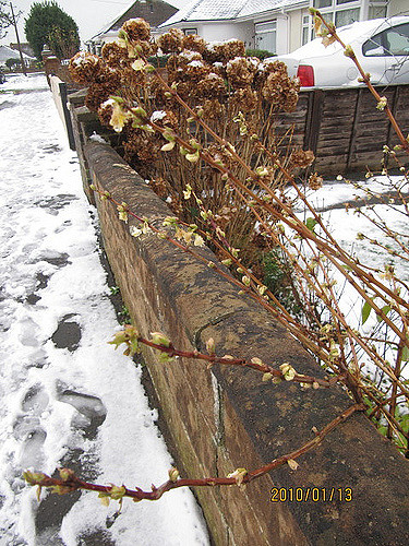 Lonicera fragrantissima