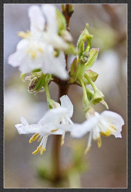 Lonicera fragrantissima