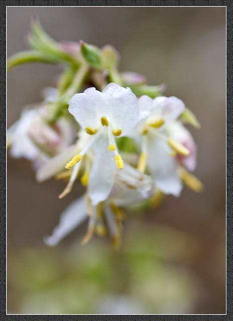 Lonicera fragrantissima
