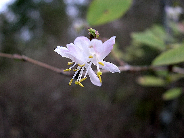 Lonicera fragrantissima