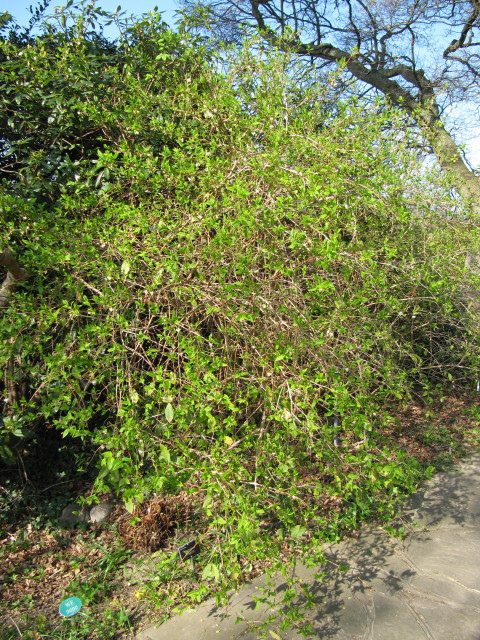 Lonicera fragrantissima