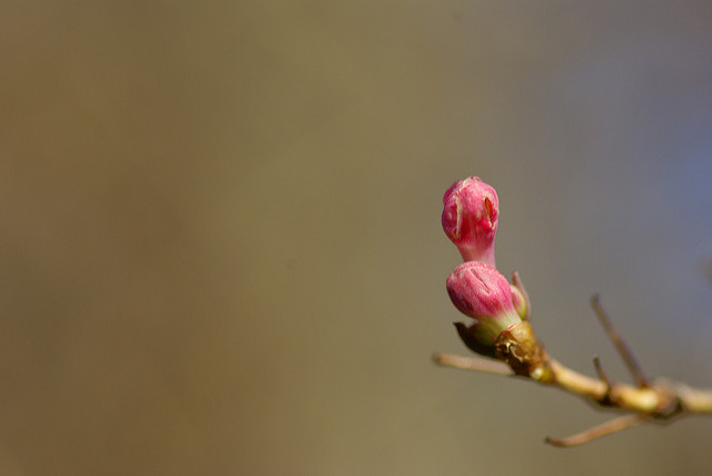 Lonicera gracilipes