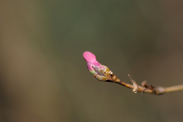 Lonicera gracilipes
