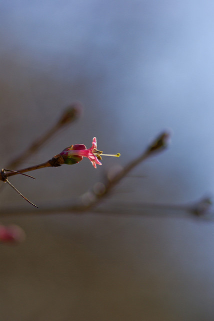 Lonicera gracilipes