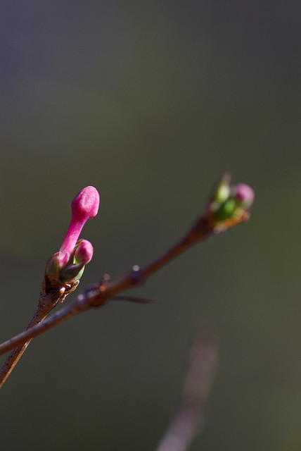 Lonicera gracilipes