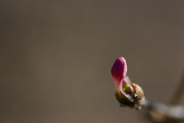 Lonicera gracilipes (Lonicera gracilipes)