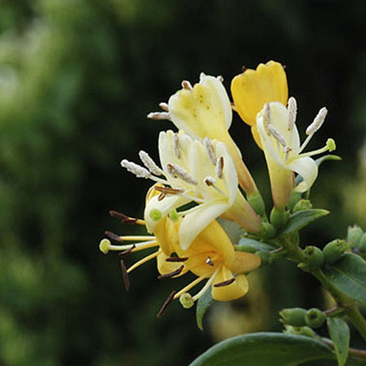 Chèvrefeuille de henry (Lonicera henryi)