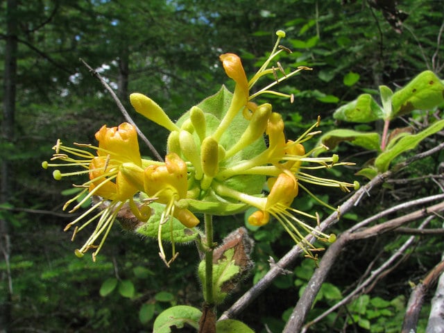 Lonicera hirsuta