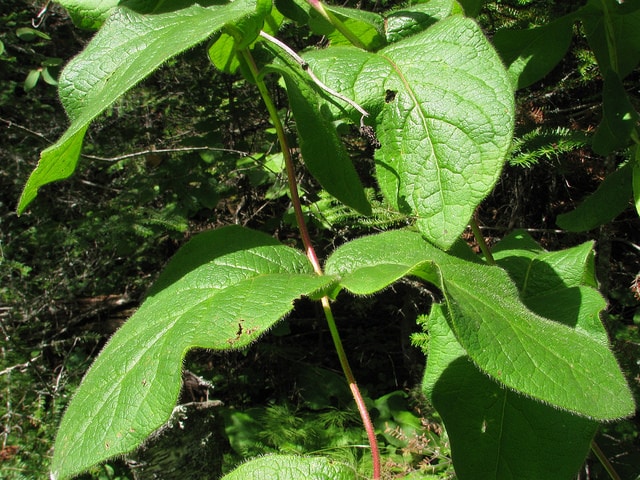 Lonicera hirsuta