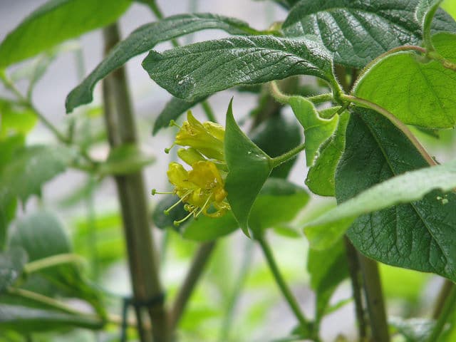 Lonicera hirsuta