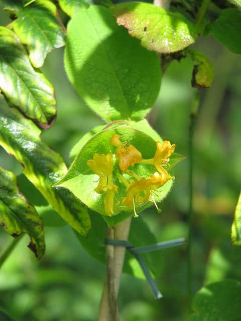 Lonicera hirsuta