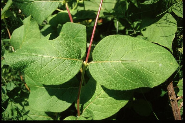 Lonicera hirsuta