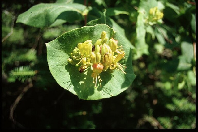 Lonicera hirsuta