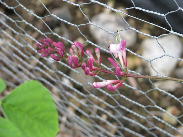 Lonicera hispidula