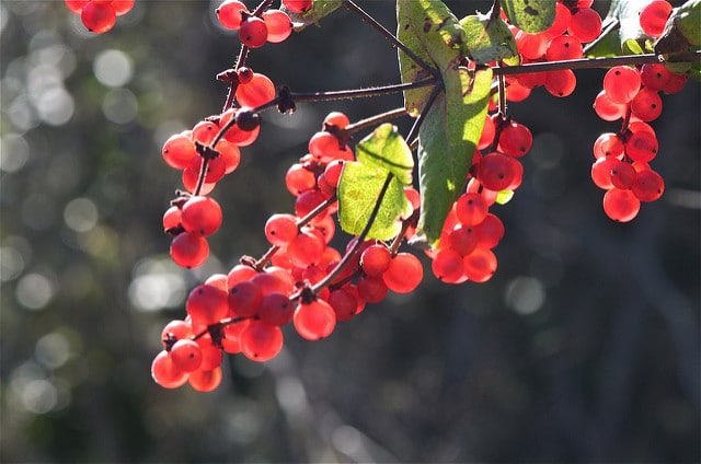 Lonicera hispidula
