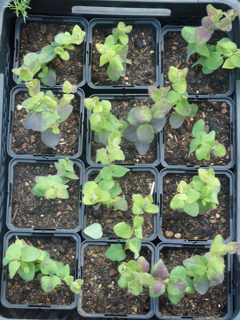 Lonicera hispidula