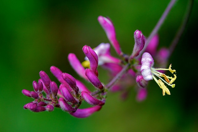 Lonicera hispidula
