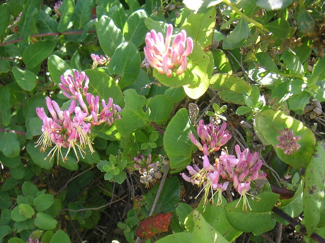 Lonicera hispidula