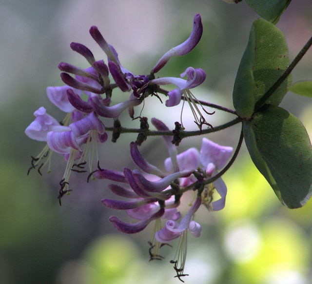 Lonicera hispidula