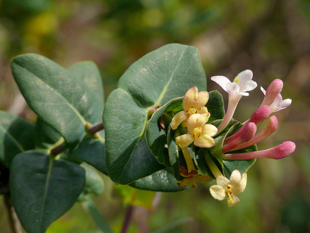 Chèvrefeuille des baléares (Lonicera implexa)