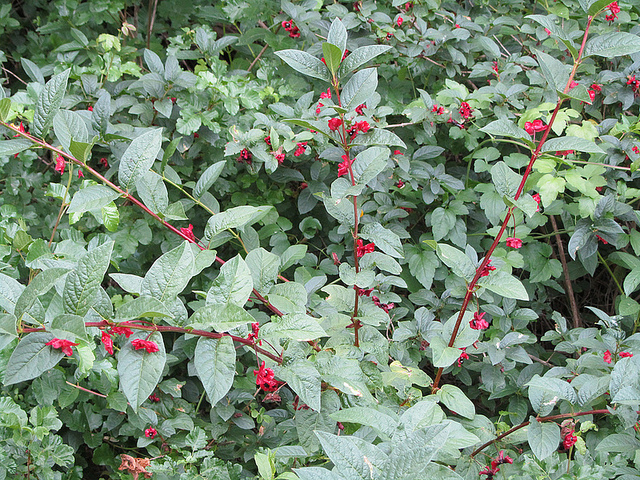 Lonicera involucrata