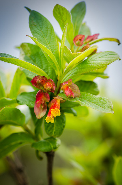 Lonicera involucrata