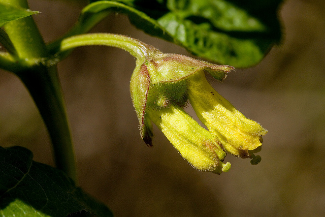Lonicera involucrata