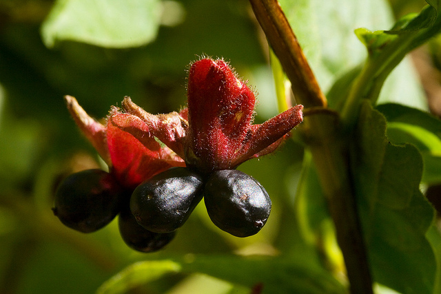 Lonicera involucrata