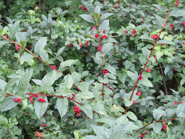 Lonicera involucrata