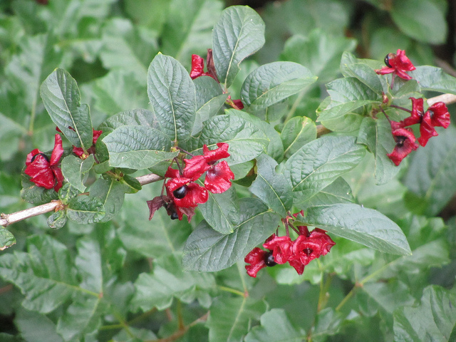 Lonicera involucrata