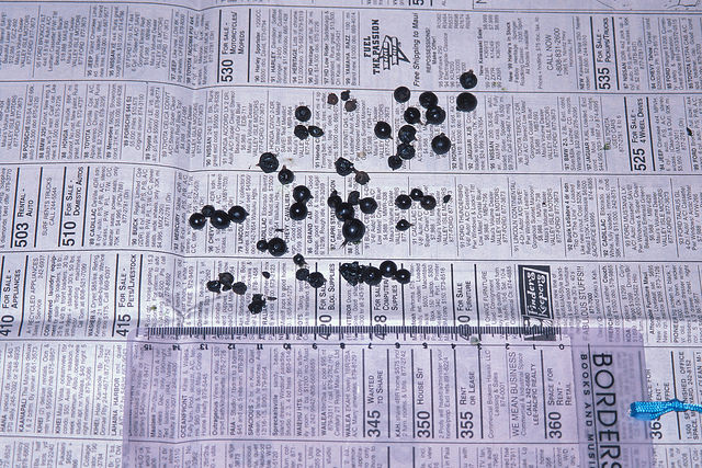 Chèvrefeuille du japon