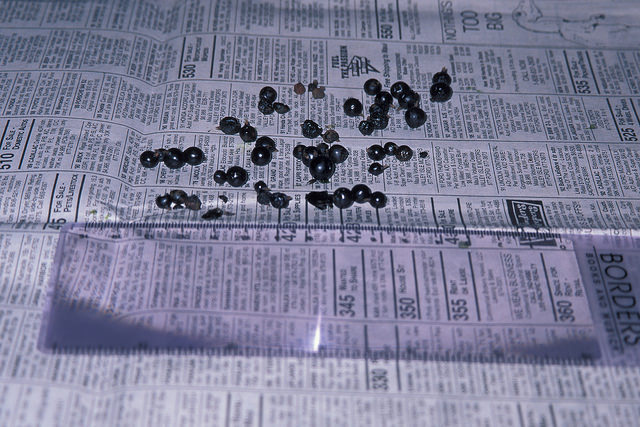 Chèvrefeuille du japon