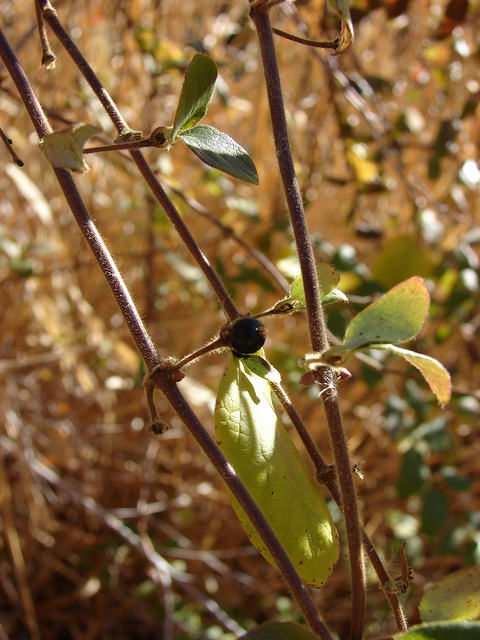 Chèvrefeuille du japon