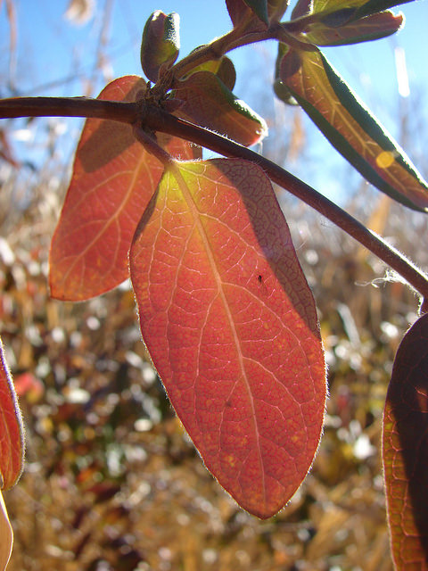 Chèvrefeuille du japon