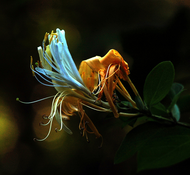 Chèvrefeuille du japon