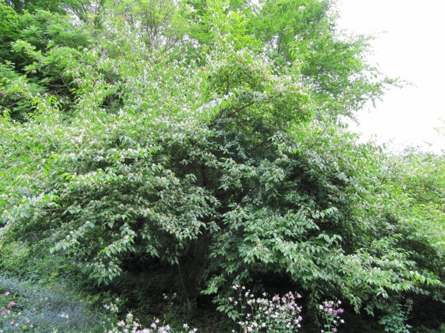 Chèvrefeuille de maack