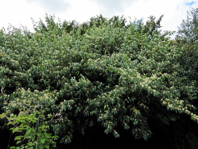 Chèvrefeuille de maack