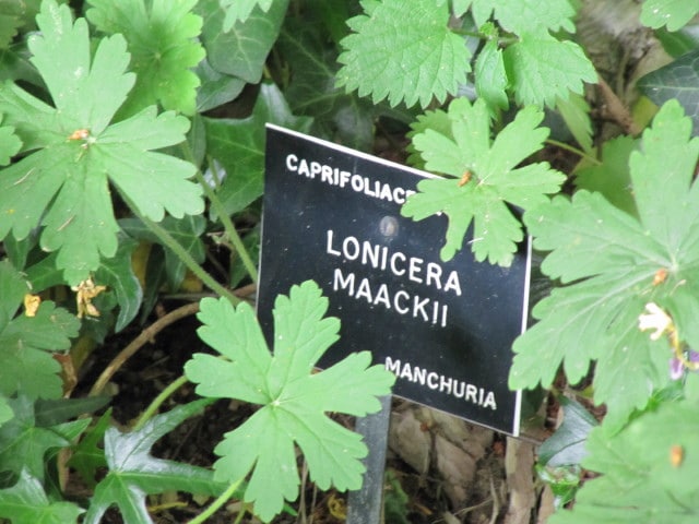Chèvrefeuille de maack