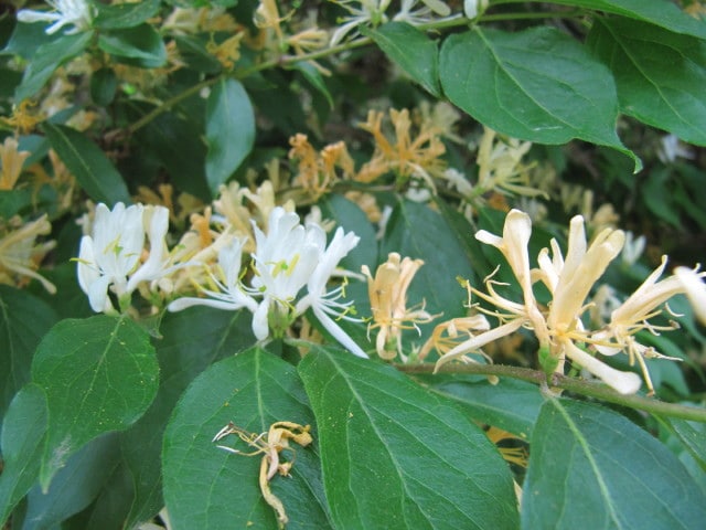 Chèvrefeuille de maack (Lonicera maackii)