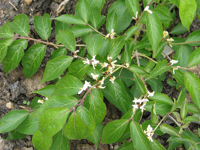 Lonicera morrowii