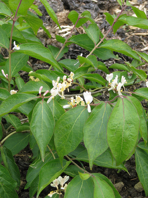 Lonicera morrowii