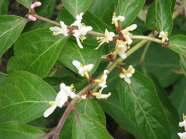 Lonicera morrowii