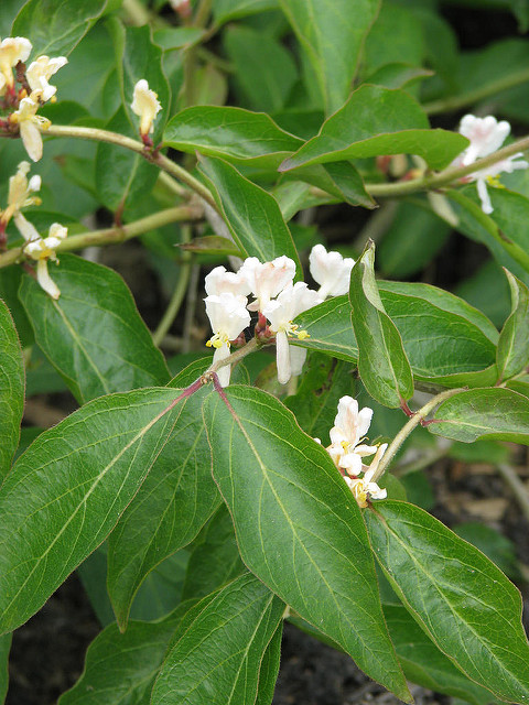 Lonicera morrowii