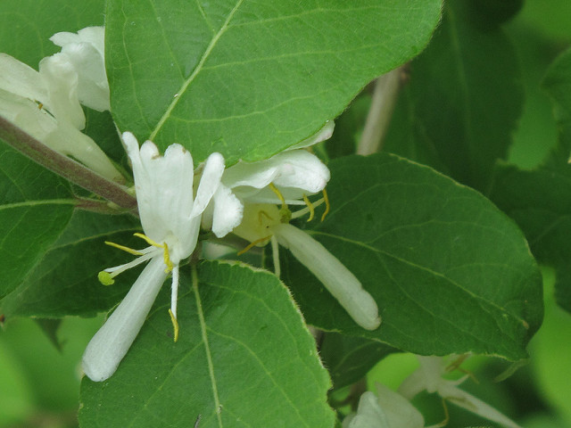 Lonicera morrowii