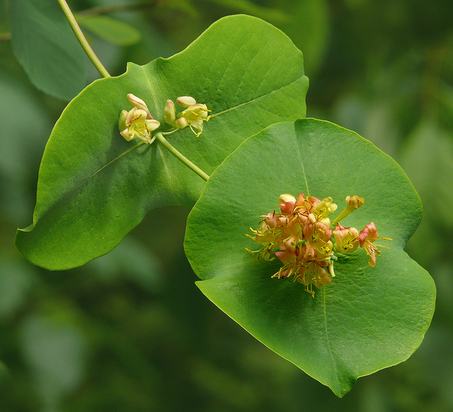 Lonicera morrowii