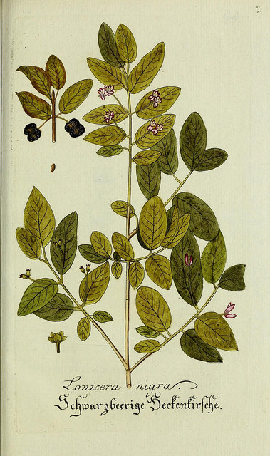 Camérisier noir (Lonicera nigra)