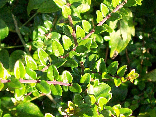 Chèvrefeuille arbustif